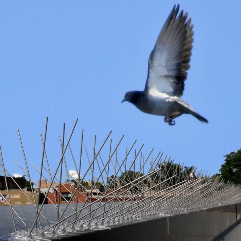 Pigeon turned away from a roof edge lined with stainless steel bird spikes