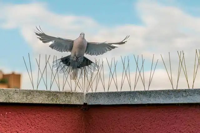 Pigeon coming in to land on anti-roost spikes fitted to a parapet in Essex